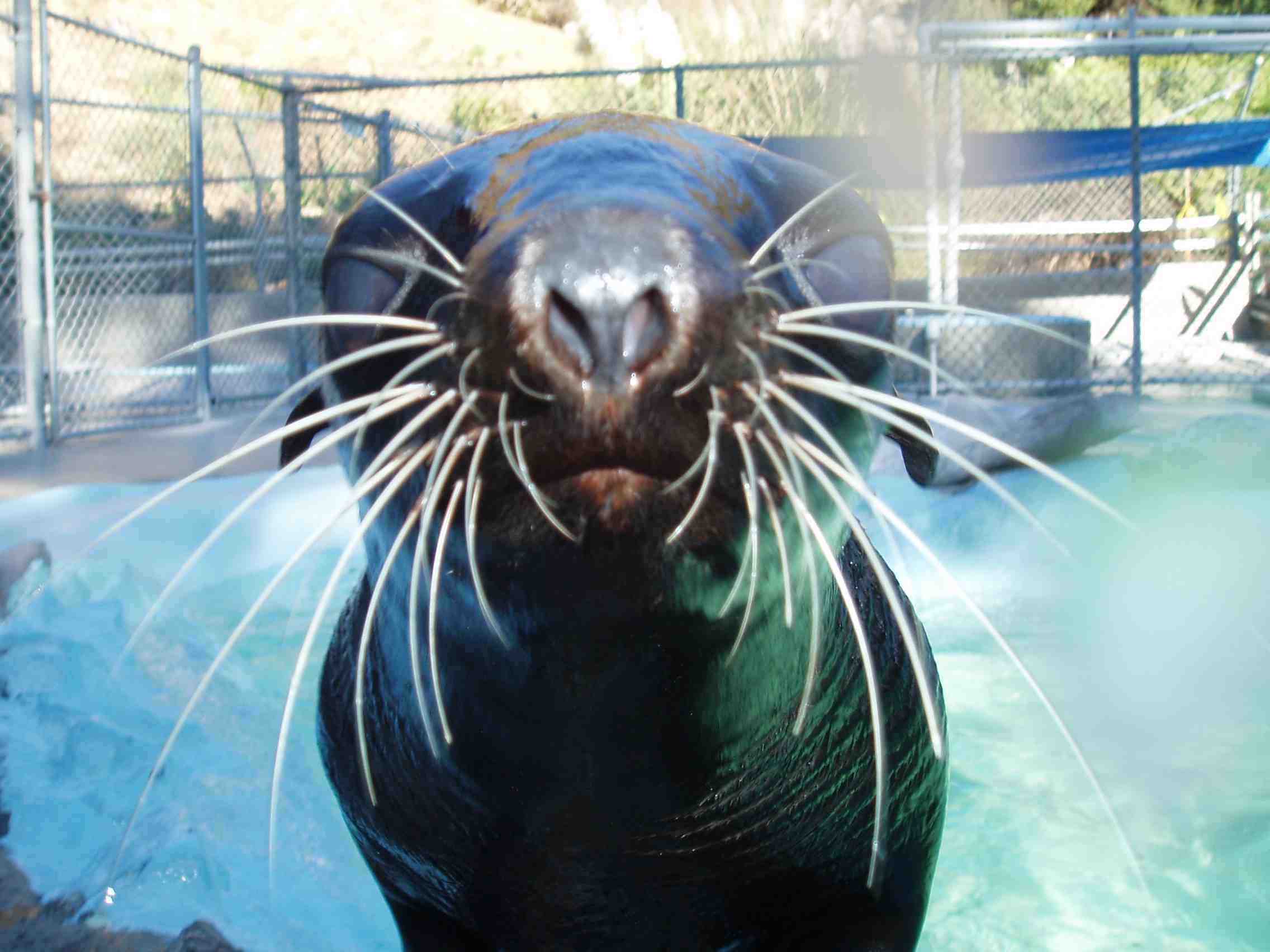 Mike Ryan helped rescue this seal off the CA coast
in 2005.